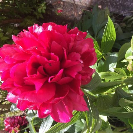 Rathmore House Bed & Breakfast คิลลาร์นีย์ ภายนอก รูปภาพ